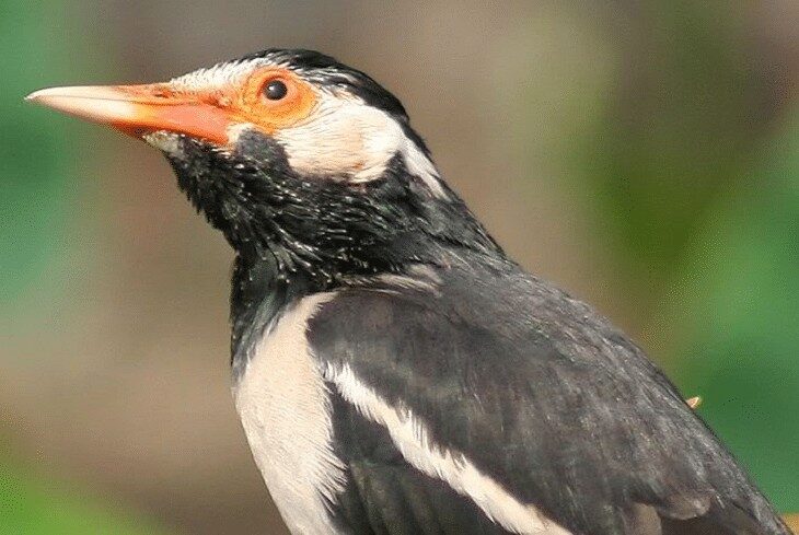 jalak-suren-mabung-2768319