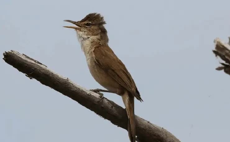 jenis-burung-kerakbasi-7321917