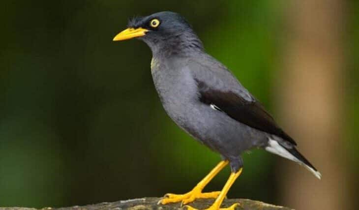 jenis-burung-kicau-paling-populer-di-pulau-jawa-6050447