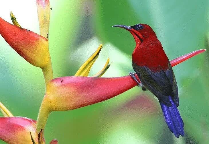 jenis-kolibri-yang-paling-bagus-suaranya-2840565