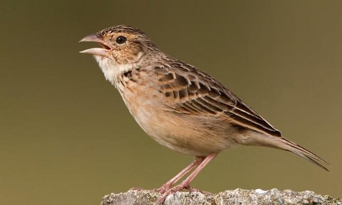 jenis-makanan-burung-branjangan-yang-baik-untuk-pertumbuhan-hargaburung-id_-1600136