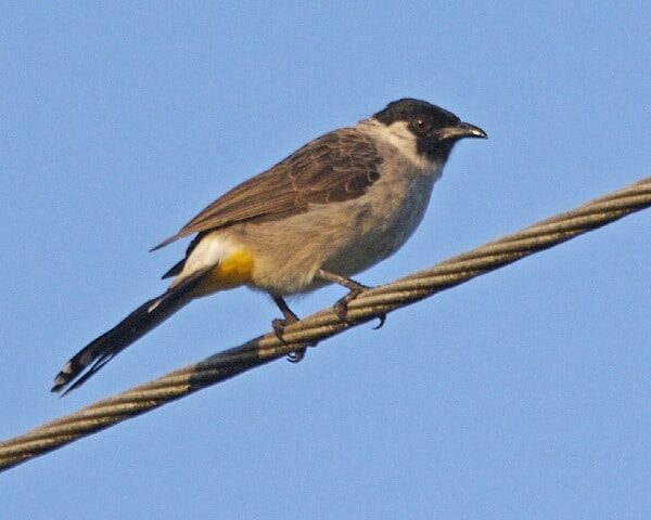 jenis-makanan-kutilang-yang-baik-dan-bagus-untuk-pertumbuhan-matakaca-com_-7867664