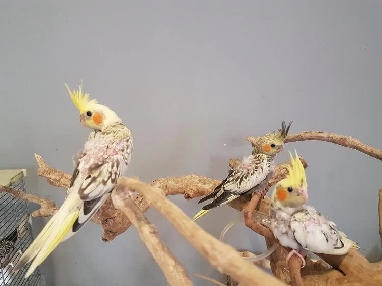 jenis-pakan-burung-cockatiel-yang-terbaik-dan-bernutrisi-8919511