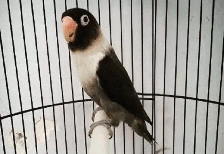 jenis-dan-ciri-ciri-lovebird-batman-yang-perlu-anda-tau-8067461