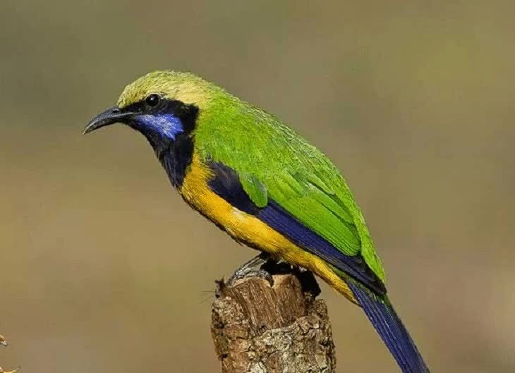 karakteristik-burung-cucak-cungkok-5210678