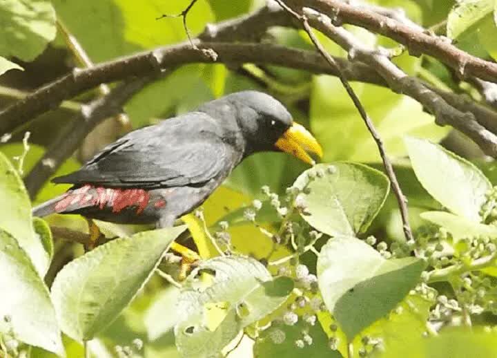 karakteristik-burung-jalak-rio-jantan-dan-betina-lengkap-1-9704650