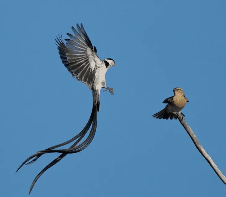 karakteristik-burung-pintailed-whydah-5341578