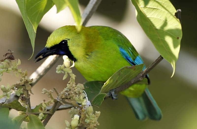 karakteristik-cucak-ijo-yang-siap-lomba-1918708