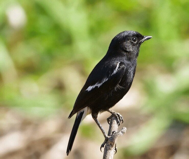 karakteristik-dan-perawatan-burung-decu-paling-lengkap-1-6579153