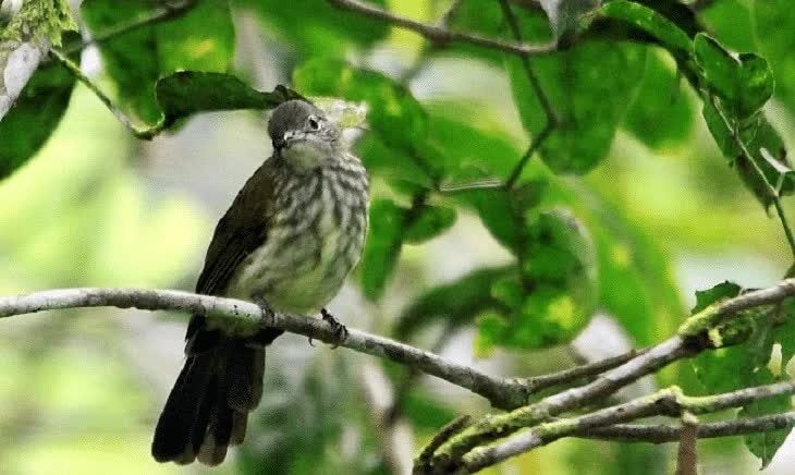 kebiasaan-hidup-brinji-gunung-2586755