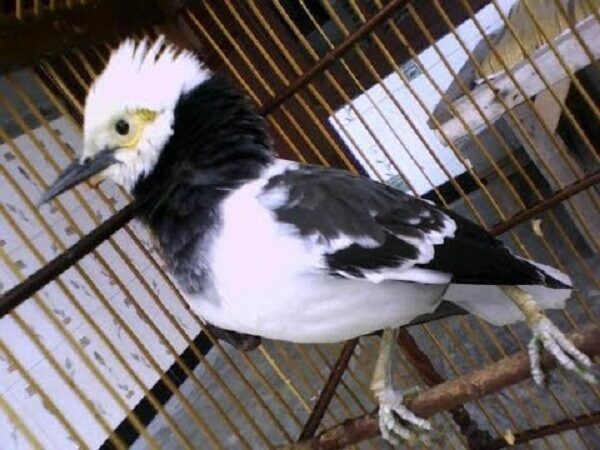 ketahui-ciri-burung-jalak-hongkong-yang-unik-apa-saja-3821421