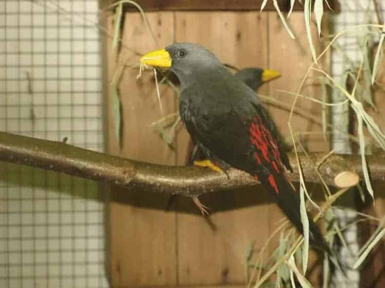 keunggulan-burung-jalak-rio-jantan-dan-cara-perawatannya-2485275