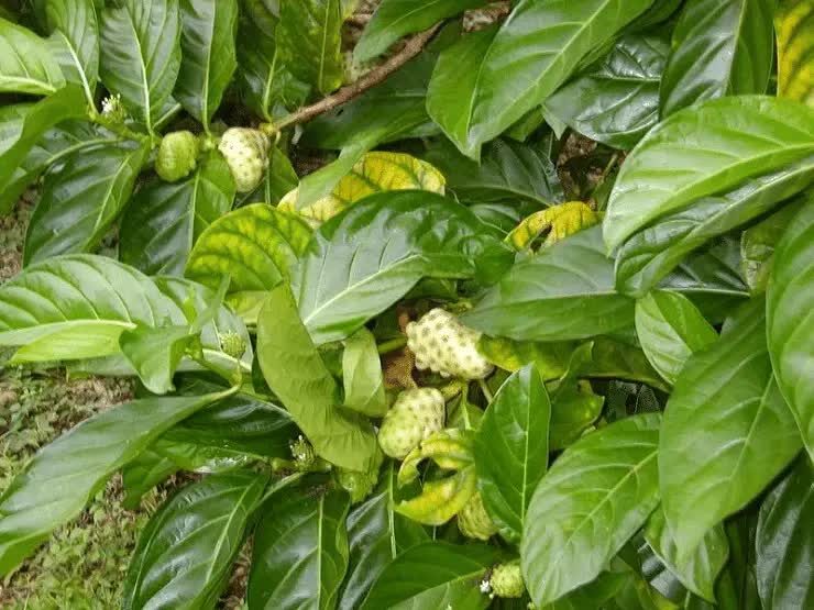 khasiat-buah-mengkudu-9578438