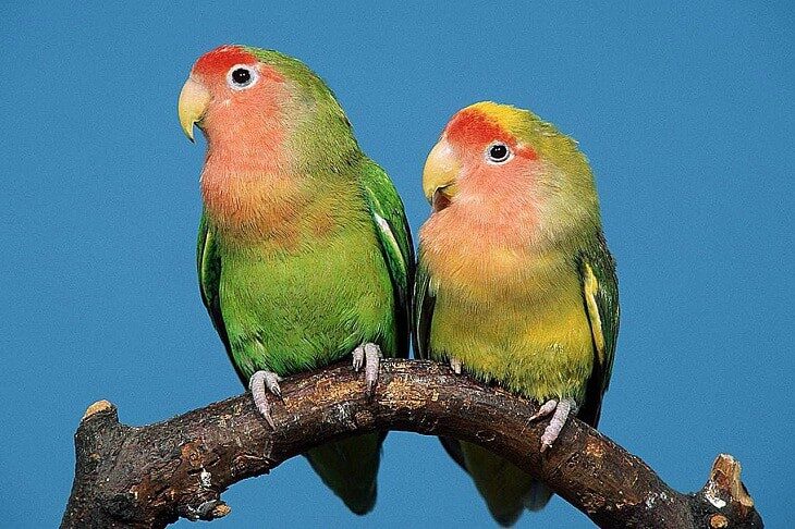 lovebird-3616325