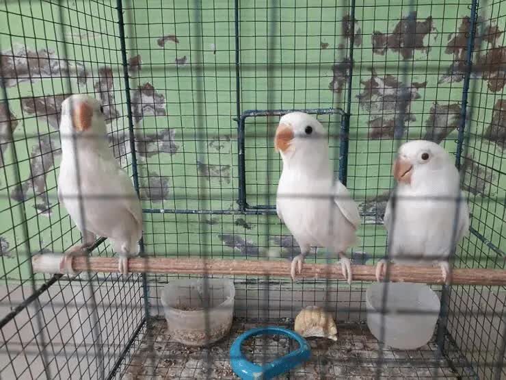 lovebird-albino-mata-merah-1488420