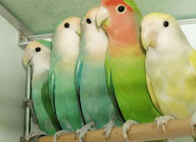 lovebird-barong-5912024