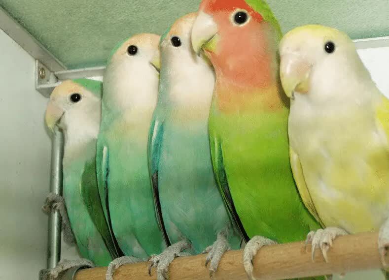 lovebird-barong-7905724