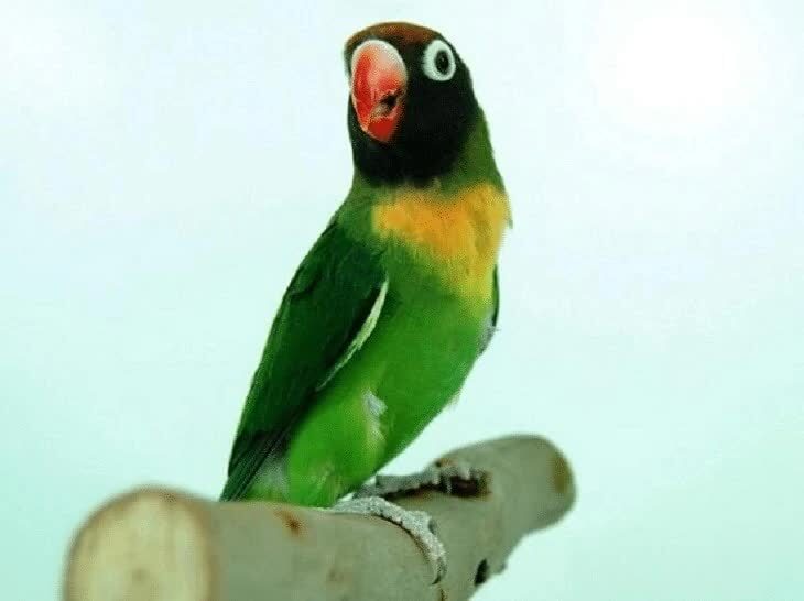 lovebird-kacamata-pipi-hitam-9643543