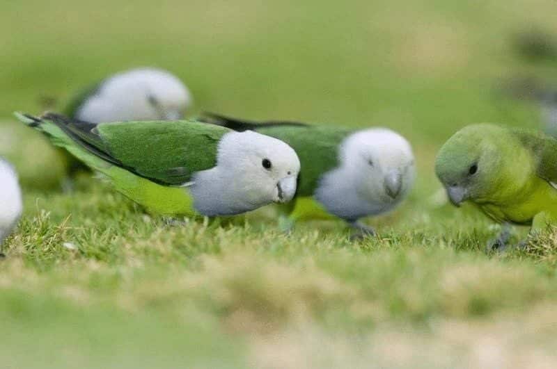 lovebird-madagaskar-6205346