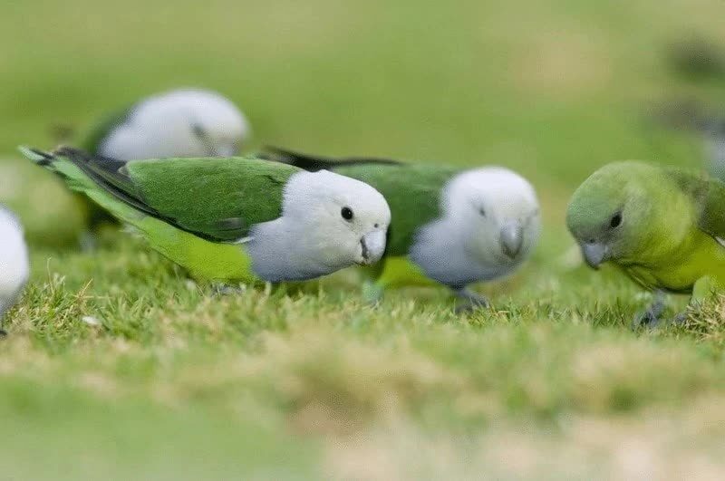 lovebird-madagaskar-6966618