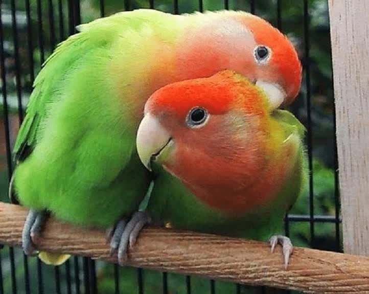 lovebird-muka-salem-6985617