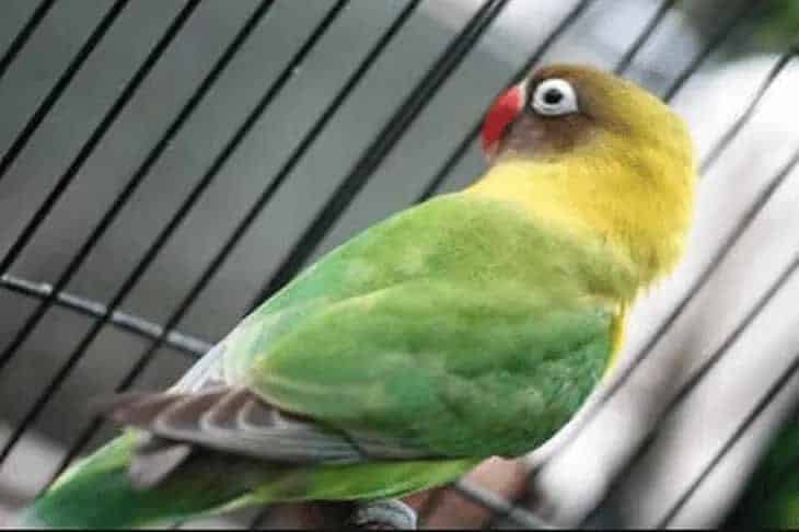 lovebird-over-birahi-8632996
