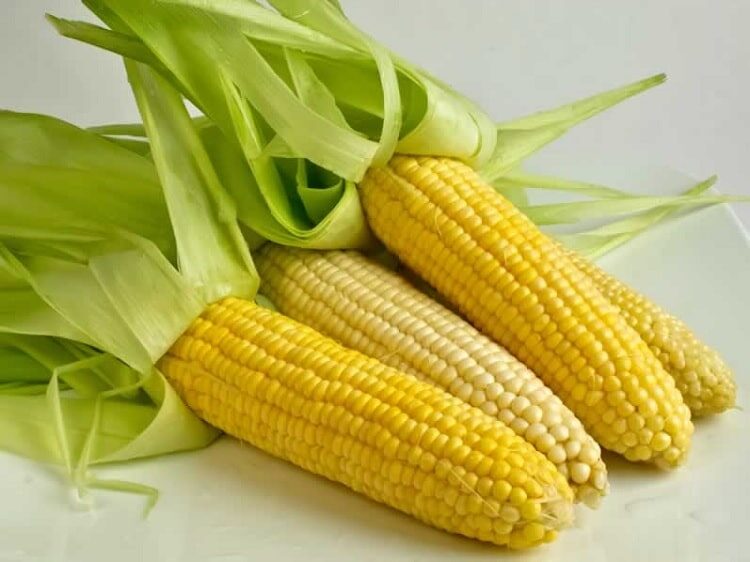 makanan-tambahan-untuk-burung-gelatik-3983178