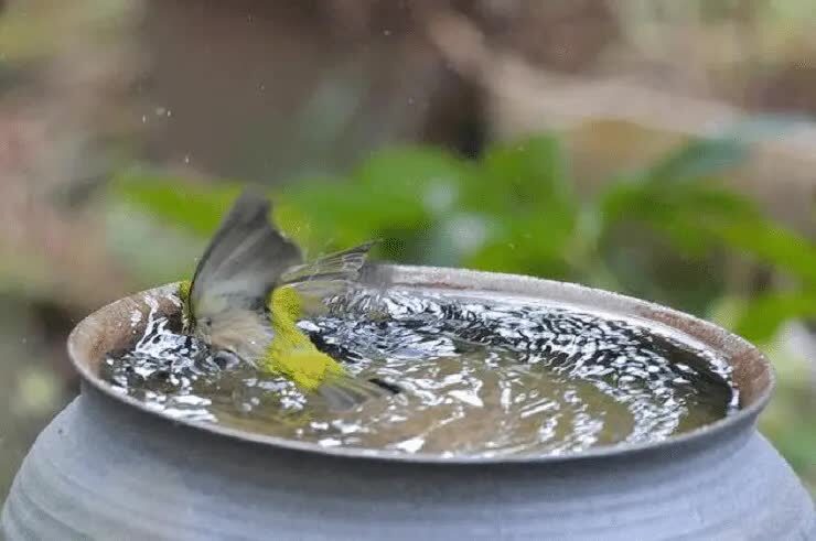 manfaat-air-es-untuk-burung-pleci-1564684