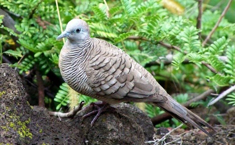 manfaat-kunyit-untuk-burung-perkutut-7359097