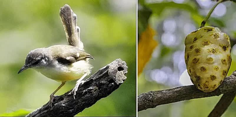 manfaat-mengkudu-untuk-burung-ciblek-1710989