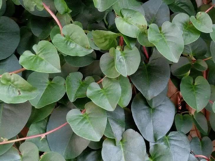 manfaat-daun-binahong-untuk-lovebird-7767525