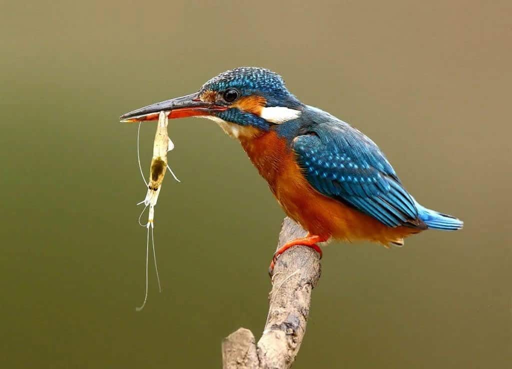 mangsa-burung-raja-udang-1024x737-5632851