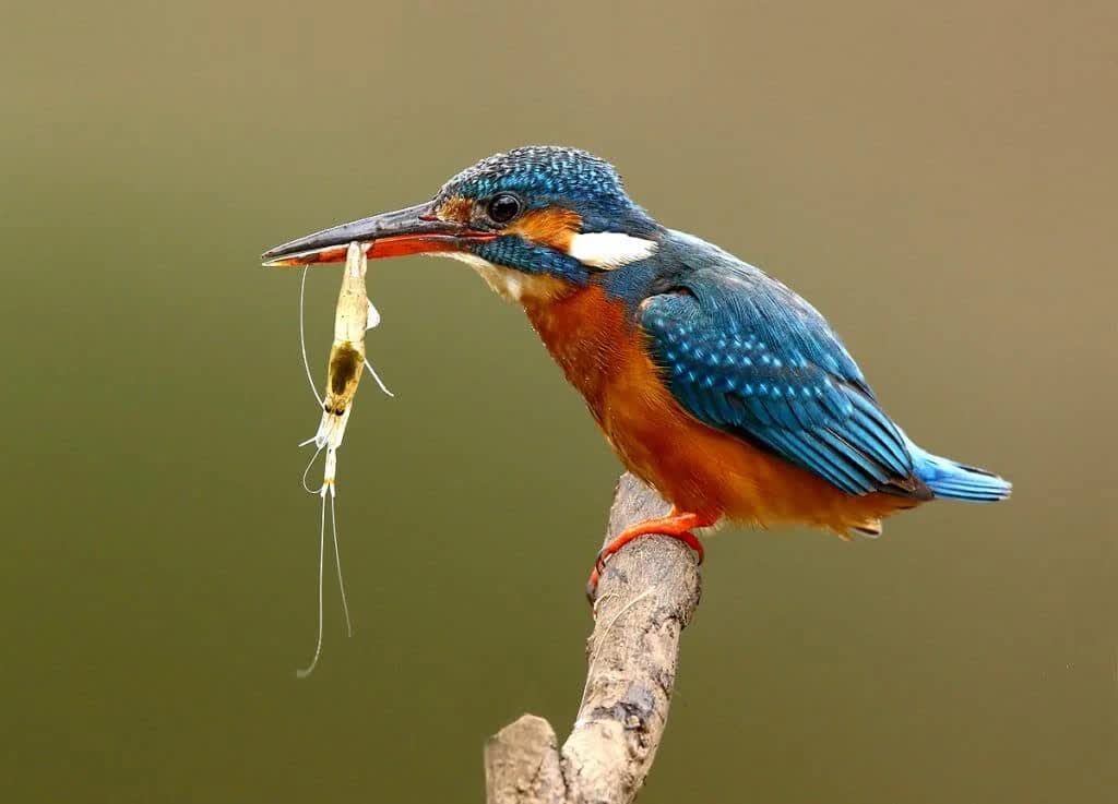 mangsa-burung-raja-udang-1024x737-8428153