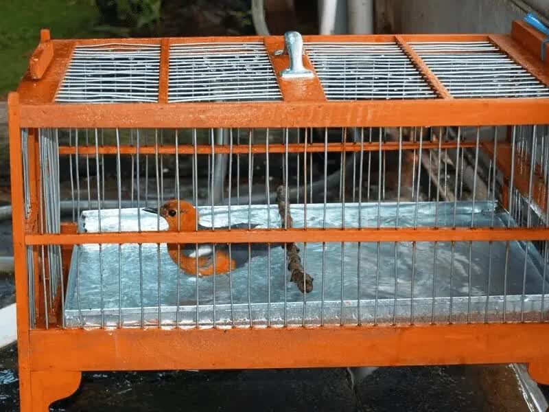 memandikan-burung-sulingan-9222858