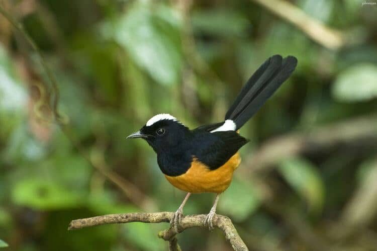 mengenal-5-jenis-burung-murai-batu-ekor-hitam-dan-ciri-cirinya-4654953