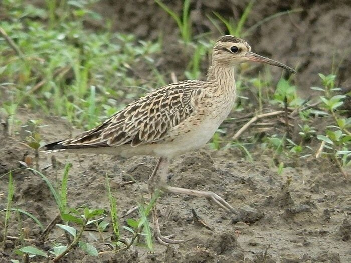 mengenal-burung-gajahan-kecil-habitat-dan-perjumpaannya-5684065