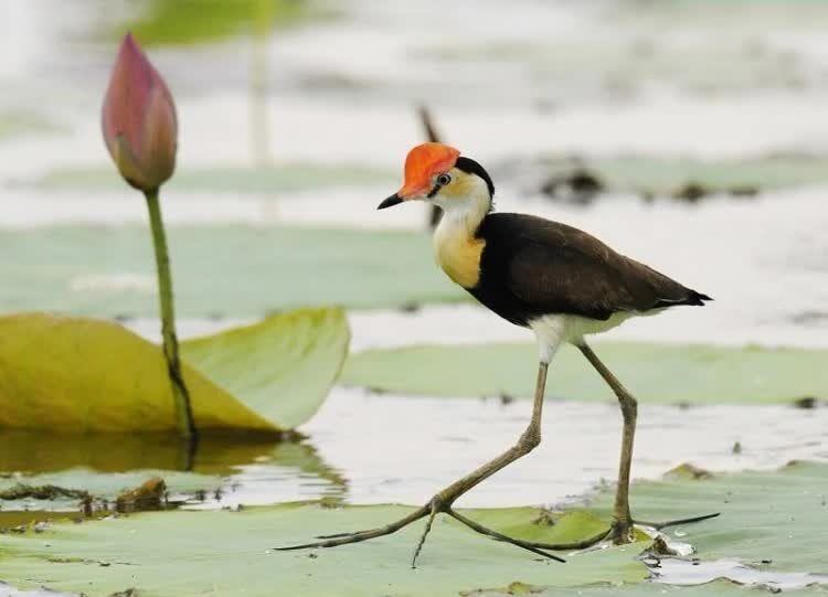 mengenal-burung-sepatu-jengger-yang-suka-hidup-di-rawa-2037160