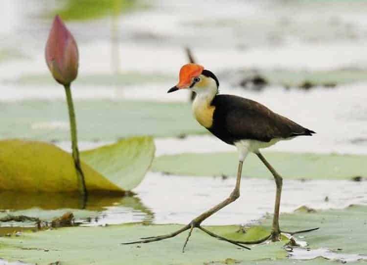 mengenal-burung-sepatu-jengger-yang-suka-hidup-di-rawa-3502105