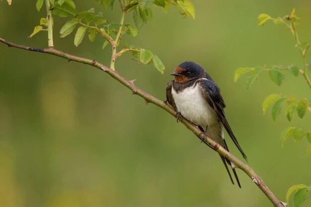 mengenal-ciri-khas-burung-layang-layang-api-hirundo-rustica-3102739