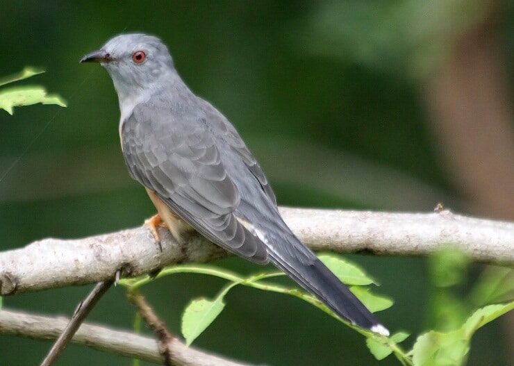 mengenal-ciri-khas-burung-wiwik-kelabu-dan-daerah-persebarannya-3791384