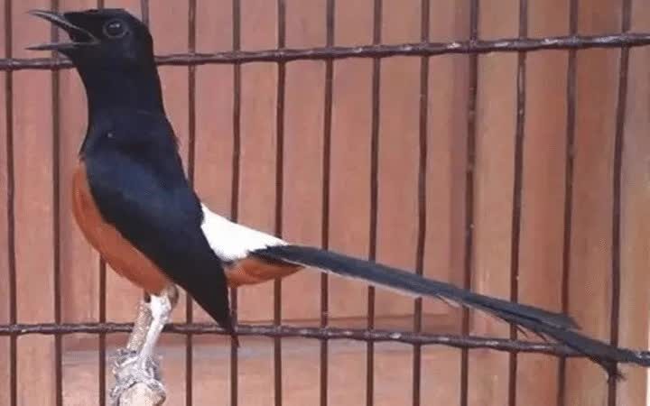 mengenal-ciri-khas-murai-batu-thailand-asli-4776918