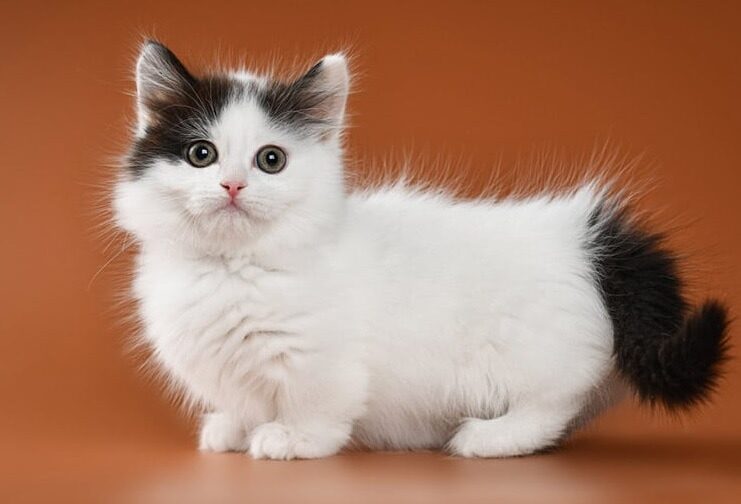 mengenal-jenis-kucing-munchkin-hewan-mungil-berkaki-pendek-1838974