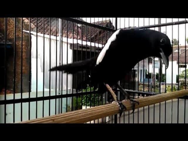 mengenal-lebih-dekat-burung-kacer-wulung-raja-dan-perawatannya-1323094