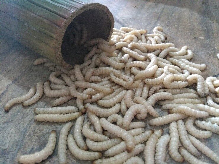 mengetahui-beragam-manfaat-ulat-bambu-untuk-burung-berkicau-1066384