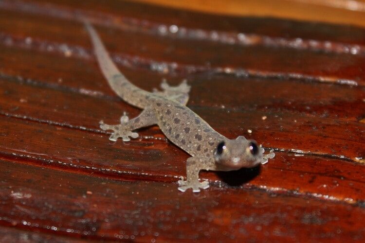 mengetahui-berbagai-efek-pemberian-cicak-pada-burung-cendet-9125729