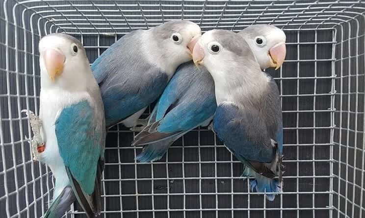 mengetahui-cara-memahami-bahasa-badan-lovebird-7939556