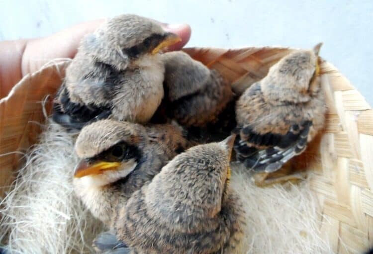 mengetahui-cara-mendeteksi-power-cendet-saat-masih-piyik-9644737