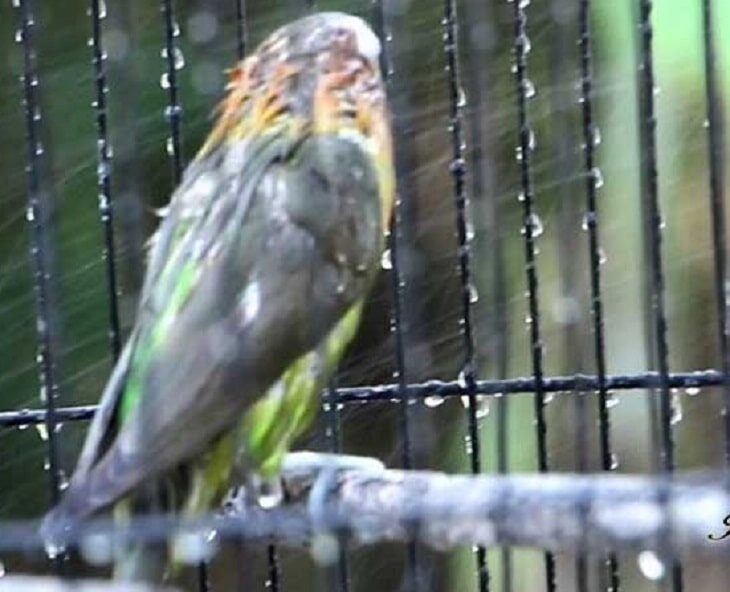 mengetahui-cara-meningkatkan-kekuatan-napas-lovebird-dengan-mudah-4789359