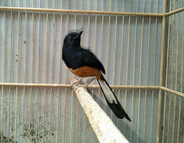 mengetahui-ciri-burung-murai-batu-larwo-yang-susah-dijumpai-9612490