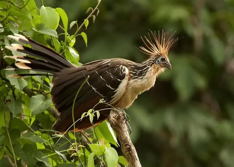 mengetahui-ciri-khas-burung-hoatzin-si-pemakan-daun-5009577
